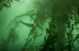 Ученые смогли открыть вирус отвечающий за развитие глупости