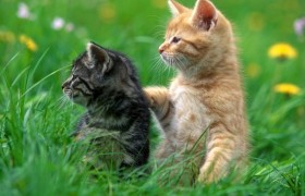 Кошачья терапия способна вылечить стресс