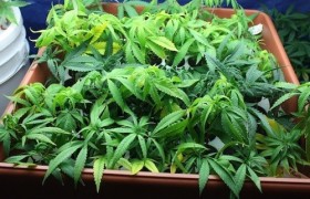 Власти Уругвая разрешили продажу марихуаны в медицинских целях по рецепту врача