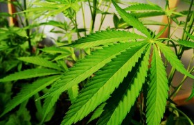 Марихуана ухудшает концентрацию внимания