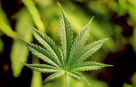 В американском штате Огайо состоялся референдум по вопросу легализации рекреационного употребления марихуаны