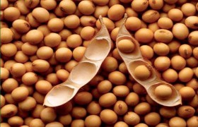 Соя способствует укреплению нервной системы