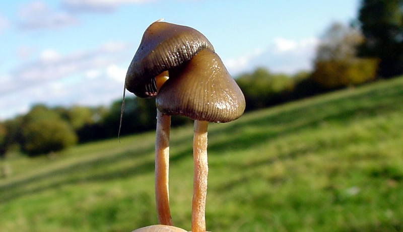 Галлюциногенные грибы помогут вылечиться от стресса