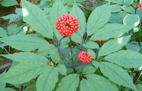 Женьшень поможет вылечить шизофрению