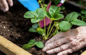 Прогулки по саду способствуют профилактики болезни Альцгеймера