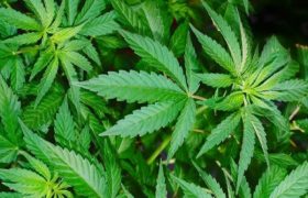 Ученые предупредили о новом вреде приема марихуаны
