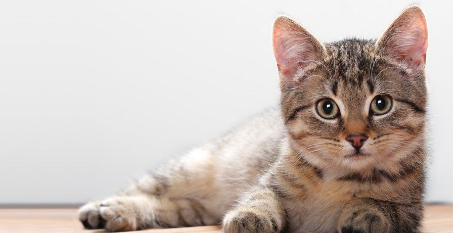 Кошка в доме может привести к шизофрении и самоубийству