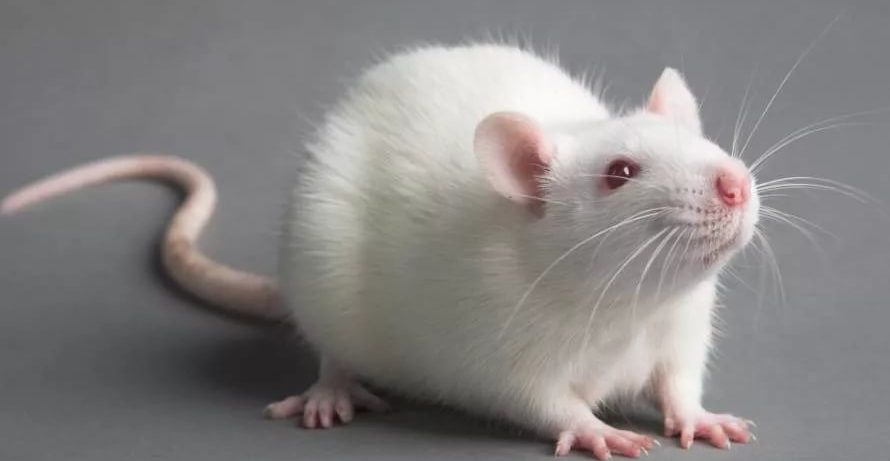 Крысы подсказали британским ученым новый способ лечения рассеянного склероза