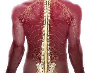 Американские ученые открыли способ полного восстановления подвижности после травмы спинного мозга