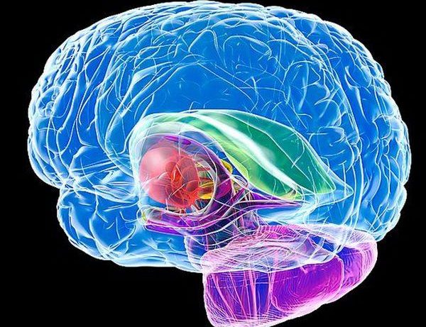 Синдром расщепленного мозга при поражении мозолистого тела