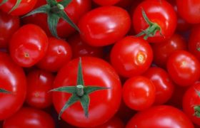 Помидоры могут восстановить повреждение легких, вызванное курением