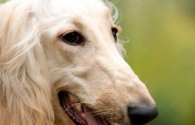 Домашние животные помогают людям справляться со стрессом