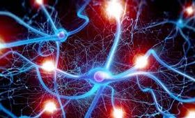 В мозгах умных людей оказалось меньше связей нейронов