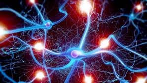 В мозгах умных людей оказалось меньше связей нейронов