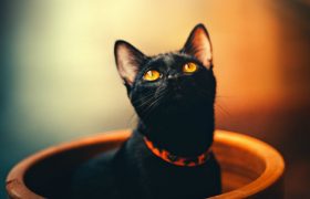 Черная кошка в разбитом зеркале: почему суеверия до сих пор существуют