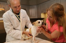 Скорая ветеринарная помощь для домашних питомцев