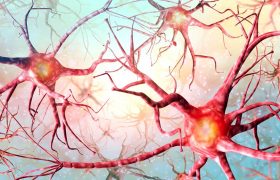 Стимуляция блуждающего нерва улучшает способности к языкам