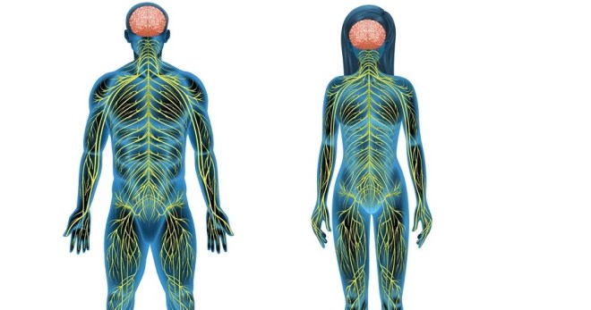 Соматическая нервная система – за что она отвечает и как работает?