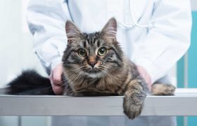 Здоровье кошек: Важные аспекты заботы о питомце